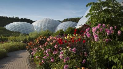 Dahlias growing in Outdoor Gardens at Eden Project